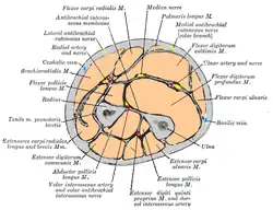 Cross-section through middle of forearm