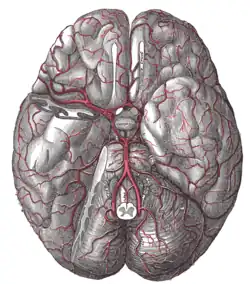 The دماغ and the arteries of the base of the brain, viewed from below, with the front of the brain at the top of the image. The فص صدغي pole of the مخ and a portion of the مخيخ hemisphere have been removed on the right side.