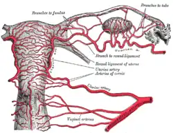 The arteries of the internal organs of generation of the female, seen from behind.