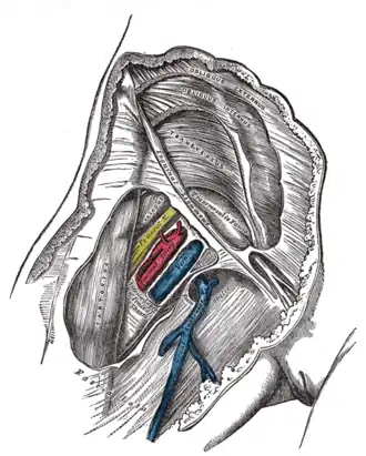 الغمد الفخذي&nbsp;&nbsp;[لغات أخرى]‏ laid open to show its three compartments. (Femoral nerve visible in yellow.)