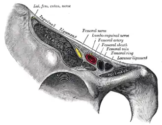 Structures passing behind the inguinal ligament
