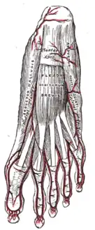 The plantar arteries. Superficial view. (Medial plantar artery visible at center left.)