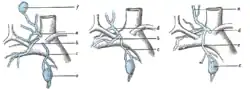 Terminal collecting trunks of right side. a. Jugular trunk. b. Subclavian trunk. c. Bronchomediastinal trunk. d. Right lymphatic trunk. e. Gland of internal mammary chain. f. Gland of deep cervical chain.