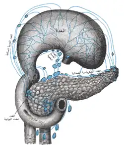 الأوعية اللمفية للمعدة وما حولها.المعدة تم تحريكها للأعلى.