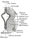 تفصل الصفيحة القاعدية (basal lamina) عن الصفيحة الجناحية (alar lamina) بواسطة التلم المحدد (غير مُوضح في الصورة).