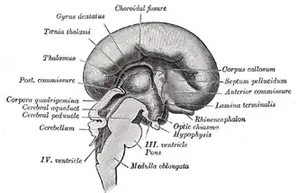 Median sagittal section of brain of human embryo of four months. (Lamina terminalis labeled at center right.)