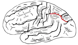 Lateral surface of left cerebral hemisphere, viewed from the side. (التلم داخل الفص الجداري&nbsp;&nbsp;[لغات أخرى]‏ visible at upper right, running horizontally.)