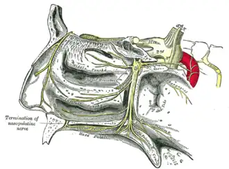 العقدة الوتدية الحنكية وفروعها.