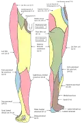 Cutaneous nerves of the right lower extremity. Front and posterior views.