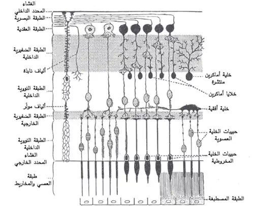 مخطط لعصبونات الشبكية. (الغشاء المحدد الداخلي موجود أعلى الجانب الأيسر)