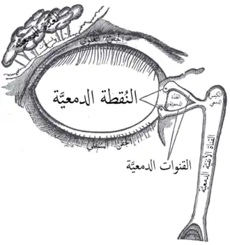 القنوات الدمعية على يمين الصورة.