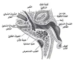 مقطع أفقي للأذن اليسرى، النصف العلوي. الحتار مؤشر في أسفل اليمين