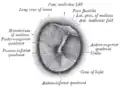 Right tympanic membrane as seen through a speculum.