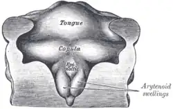 Floor of pharynx of human embryo about thirty days old.