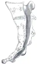 مقطع سهمي متوسط للعجز.
