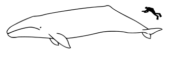حجم الحوت بالمقارنة مع الإنسان