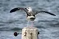 Juvenile, كابي ماي بوينت