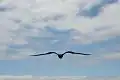 طيران الفرقاط الكبير