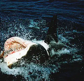 A great white shark partially out of the water with its mouth open