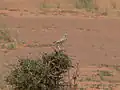 سهل بست كز