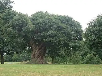 إحدى أشجار الكستناء القديمة.