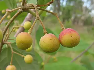 ثماره