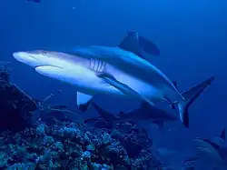 Grey reef shark (Carcharhinus amblyrhynchos)