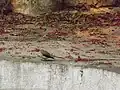 أبوفصادة رمادي (ذعرة رمادية) في الحديقة