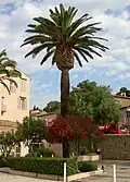 نخلة في قرية Grimaud بفرنسا