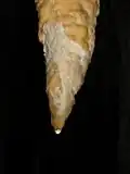 أحد المتدليات .
