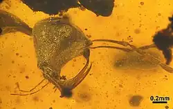 (الاسم العلمي: Haidomyrmex cerberus)