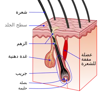 بصيلة الشعرة