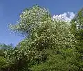 Halesia tetraptera var. monticola