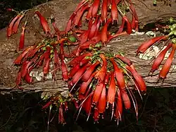 Halleria lucida