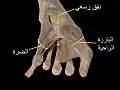 نفق رسغي، والبارزة الراحية، والضرة.