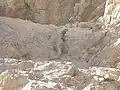 الضب
