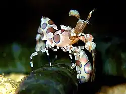 Hymenocera picta, the only روبيانيات مسننة الخطم