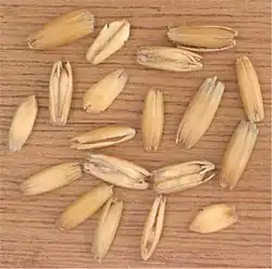 شوفان