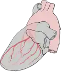 Heart left lateral coronaries diagram