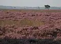 متنزه دفينجلدر القومي