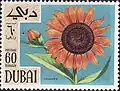 هليوبسيس(Heliopsis)
