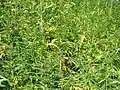 نبات القنب الهندي