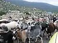 الماعز