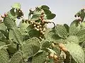 شجرة التين الشوكي بثمارها في تونس