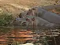 فرس النهر في الحديقة