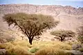 غابات الهقار