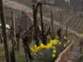 مرزح خشبي