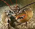 The Pincer Lobster from Nereo Cave