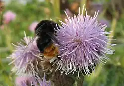 Bumblebee on thistle flower.
