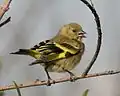 صغير ماجلان
